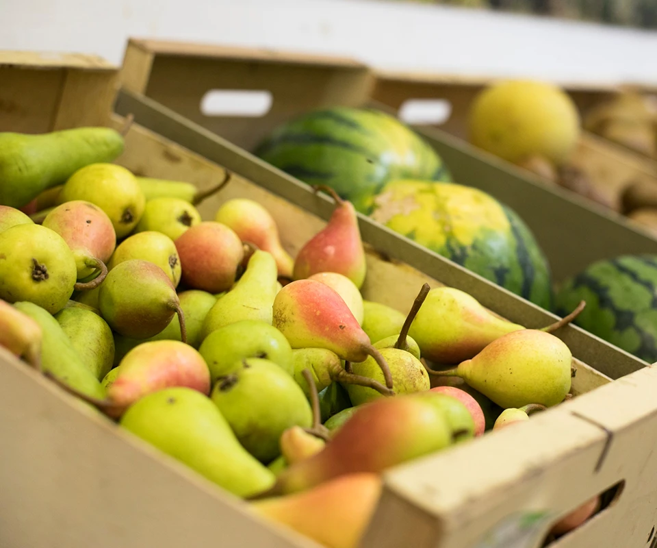 Fournisseur de légumes et fruits dans la région du nord