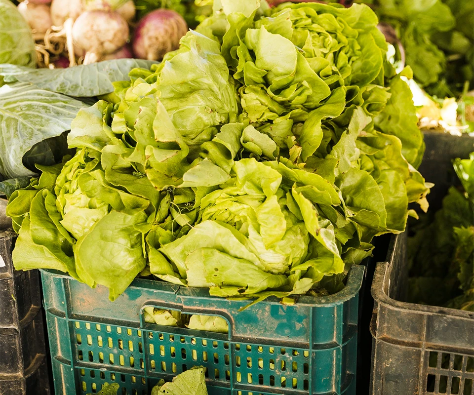 fournisseur de légumes et fruits dans la région du nord