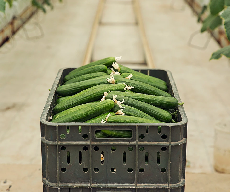Distribution de légumes et fruits Tanger